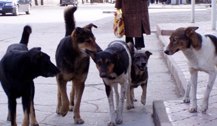 Пульс Города — 02.03.2020