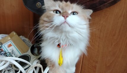 Самый тёплый репортаж осени